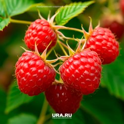 Для роста и созревания малине особенно нужны азот, калий и фосфор