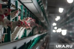 На птицефабрике в Челябинской области специалисты выявили целый ряд нарушений