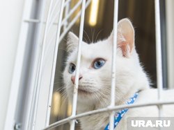Кошка имеет белоснежный окрас (архивное фото)