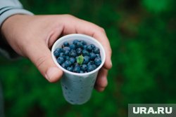 В Челябинской области постепенно поспевает черника (архивное фото)