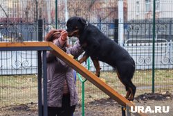 Площадка для выгула собак должная появится в 2025 году