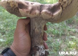 Сургутянин нашел огромный гриб