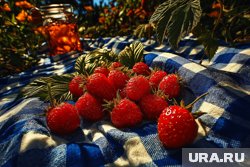 Агроном поделился правилами обрезки малины после сбора урожая