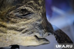 Мамонтенок Люба приехал в Ноябрьск на очередные гастроли 