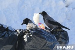 Пока мусор хранят на полигонах и свалках 