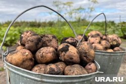 Картофелю нужны определенные питательные вещества для роста и развития