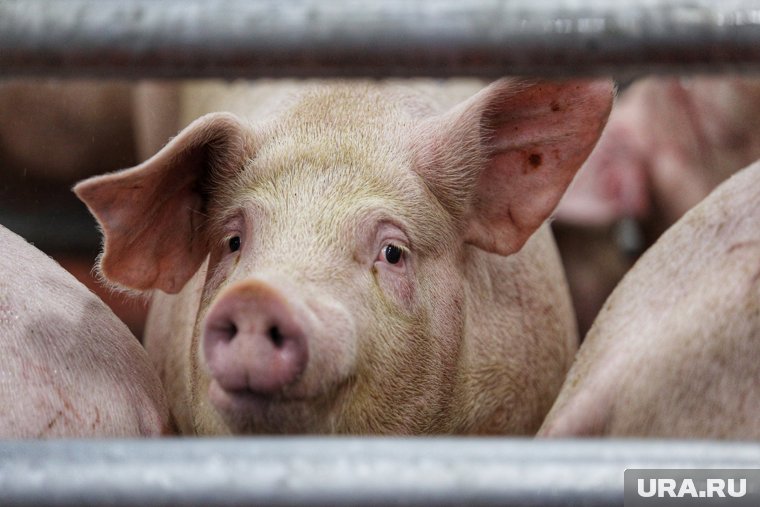 Свиней сжигают и ликвидируют продукты их производства