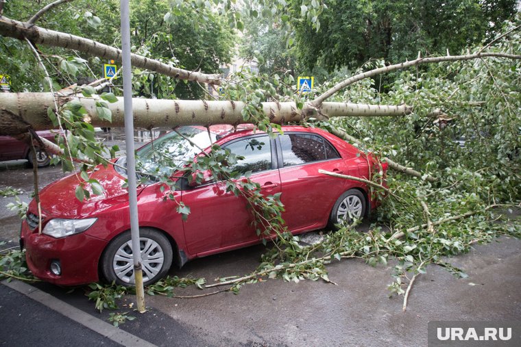 Штормовой ветер срывает крыши и валит деревья в Дагестане