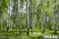 Свежий воздух и природное умиротворение помогут снять стресс и зарядиться энергией (архивное фото)
