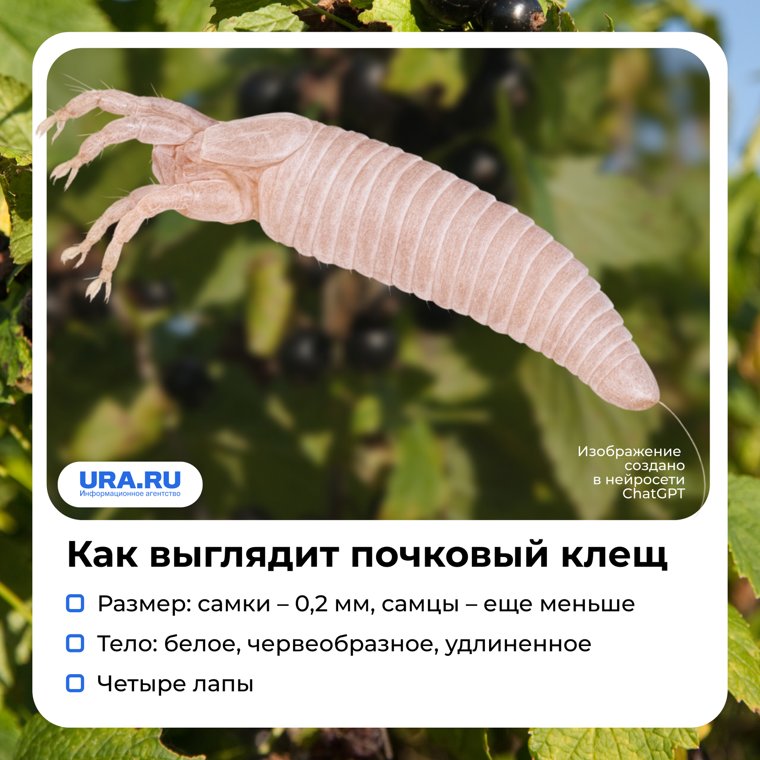 Почковый клещ почти незаметен