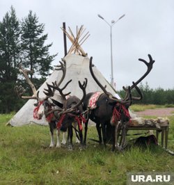 На стойбище содержатся около 30 оленей