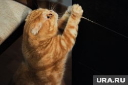 Пока подтверждается лишь факт убийства котенка