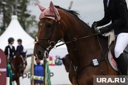 Дети в спортивной школе обучаются верховой езде с 8 лет