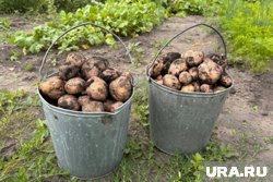 Под высадку картофеля и овощей предназначено семь тысяч гектаров