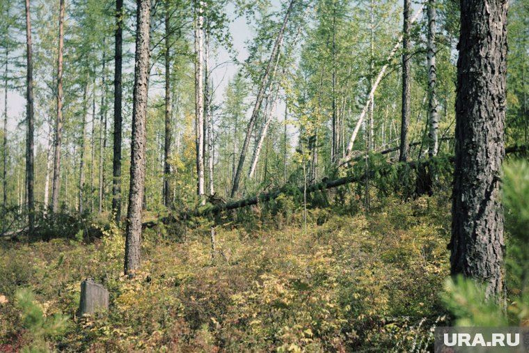 Даже спустя десятки лет видны последствия Тунгусской катастрофы