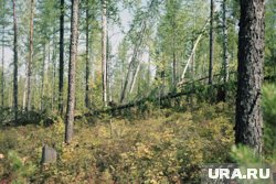 Даже спустя десятки лет видны последствия Тунгусской катастрофы 