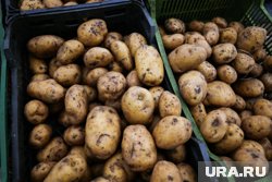 Благодаря новой методике, размножение картофеля возможно в условиях обычной квартиры