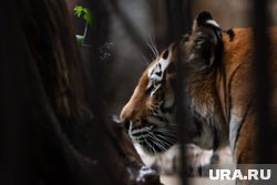 Амурские тигры появились в Екатеринбурге чуть меньше 10 лет назад