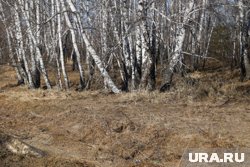 Всего будет засеяно 34 гектара 