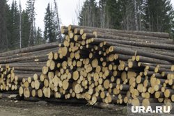 У пермских лесозаготовителей сорвалась поставка из-за жуков полиграфа