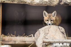 Лисы спокойно гуляют в парках и на улицах города