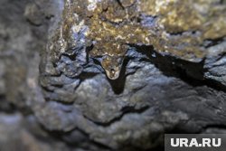 При этом сама лицензия не подразумевает немедленного открытия объекта для посетителей