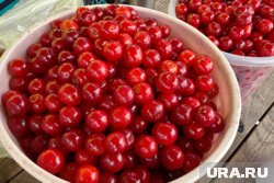 Вишню в Кургане можно купить разными объемами