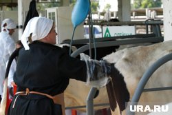 Ветеринары и зоотехники за год стали зарабатывать заметно больше 