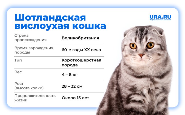 Средняя продолжительность жизни шотландской вислоухой кошки - 12-15 лет