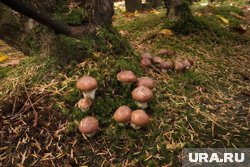 Маслята растут в хвойных и смешанных лесах