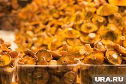 Вино из грибов могло стать визитной карточкой региона, считает создатель проекта 