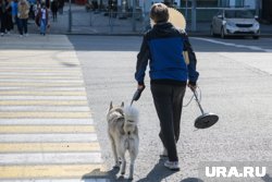 От зараженного животного на человека передачу осуществляют блохи