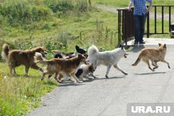 Собаки нападают на тюменцев, в том числе и на детей