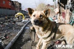 За прикормку могут ввести штраф до 40 тысяч рублей