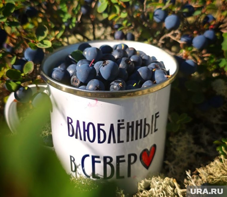 Несмотря на размер ягод у сибирской голубики вкус ярче и концентрация полезных веществ выше