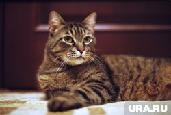 Бесплатная стерилизация животных доступна в некоторых регионах