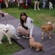 Можно с кошкой и с собакой: лучшие pet-friendly заведения в Тюмени