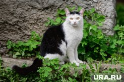 Живодер признался, что убил кошку, когда был пьян.