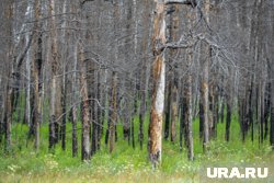 Погибшие после пожара деревья замещаются новыми