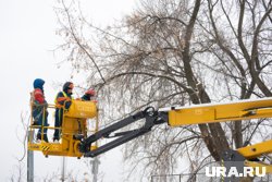 В Тюмени будут вырубать старые и сажать новые деревья 