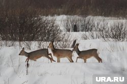 Браконьер убивал животных в государственном заказнике