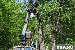 Рубку проводили в ночное время, так как днем было слишком жарко