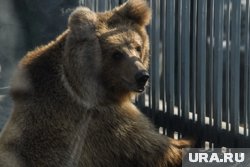 Житель ХМАО встретил в лесу медведя, который отобрал у него шишки
