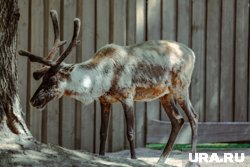 Водитель сбил топиарий в виде оленя в Шадринске