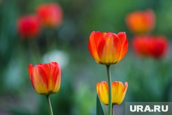 Дачника могут посадить в тюрьму за выращивание мака, содержащего наркотические вещества