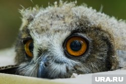 В вольеры поместили двух самцов и одну самку