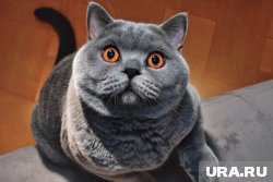 Иногда кошка начинает особо тщательно вылизываться из-за проблем со здоровьем