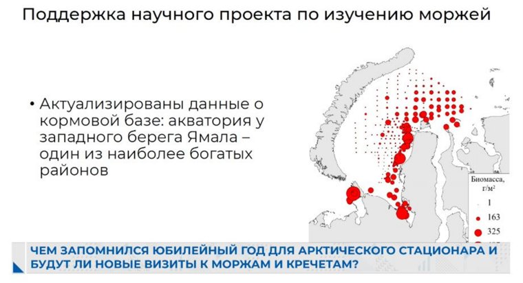 Актуальные данные о кормовой базе ямальских моржей