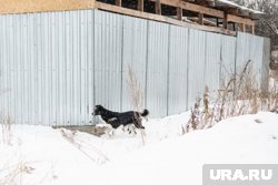 Факт нападения собак на детей проверит СКР