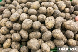 Компания занимается выращиванием картофеля с 2005 года